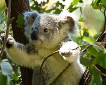 Australian metsäpalot ovat karmaisevalla tavalla karsineet maan koalapopulaatiota. Listafriikki.com kertoo nyt 10 faktaa noista suloisista pussieläimistä.