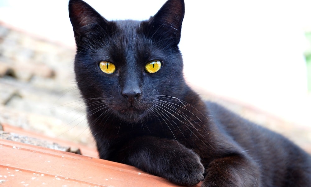 Tämän listan aiheena ovat pelottavat sattumukset, jotka ovat tapahtuneet perjantai 13. päivä.