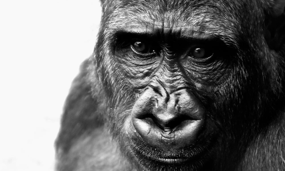 Oudoimmissa uutisissa tänään iloinen yllätys eläintarhassa: Urokseksi arveltu uhanalainen gorilla synnytti poikasen.