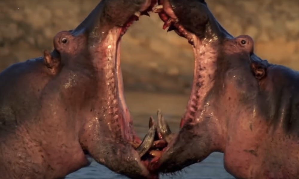 Eläinmaailmassa on toinen toistaan pelottavampia hampaita. Listafriikki esittelee nyt kymmenen eläintä, joiden purukalusto on kunnioitusta herättävä.