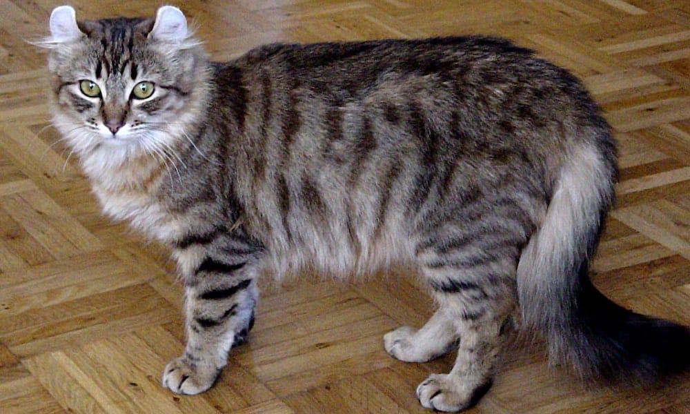 Tässä maailman kymmenen erikoisinta kissarotua. Löytyy niitä kissojakin vaikka minkä näköisiä!