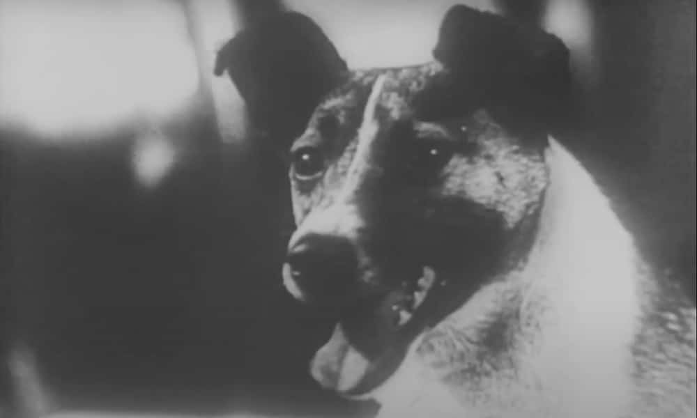 Marraskuun 3. päivänä vuonna 1957 tehtiin historiaa, kun Laika-koira lähetettiin Maata kiertävälle radalle ensimmäisenä elävänä olentona. Sen sankaritarina ei kuitenkaan päättynyt onnellisesti.