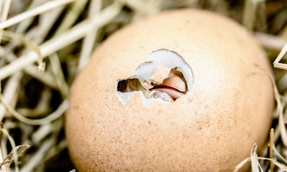 Lukijoiden kysymyksissä pohditaan ikiaikaista mysteeriä: kumpiko oli ensin, muna vai kana?