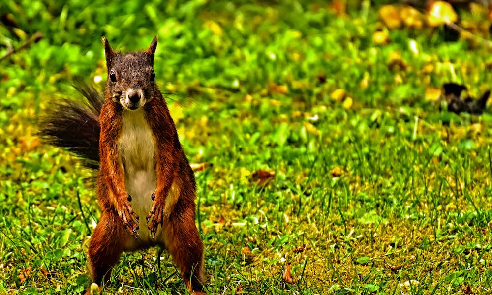 Listafriikin oudoimmissa uutisissa tällä viikolla muun muassa newyorkilaisia kauhun vallassa pitävät verenhimoiset oravat.