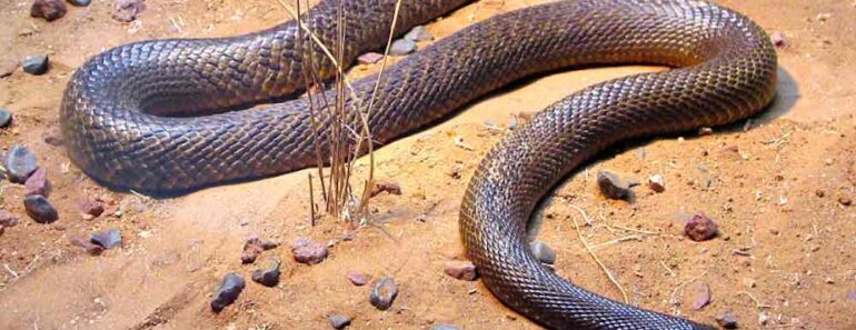 Tänään selvitämme, että mikä on maailman myrkyllisin käärme.
