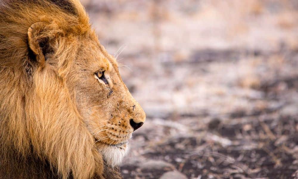 Listalla käsitellään tänään eläinten kuningasta, joten tiedossa on tuhti faktapaketti, jonka pääosissa ovat leijonat.