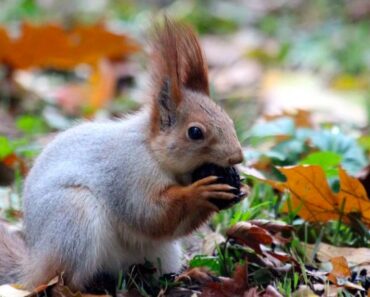 Miltä näyttää, kun orava säilöö autoon 160 litraa pähkinöitä?