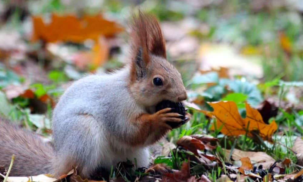 Miltä näyttää, kun orava säilöö autoon 160 litraa pähkinöitä?
