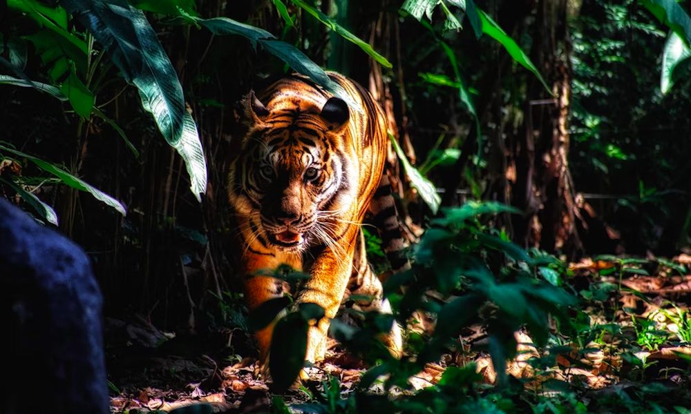 Lukijoiden kysymyksissä selvitetään tänään, miksi tiikeri on huomiota herättävän oranssi.