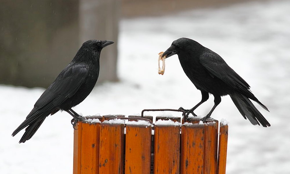 Oudoimmissa uutisissa mennään tänään Ruotsiin, jossa variksia opetetaan tupakantumppien kerääjiksi.