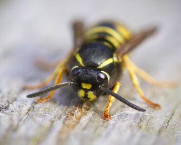Lukijoiden kysymyksissä selviää tänään, että voiko ampiainen pistää useammin kuin kerran.