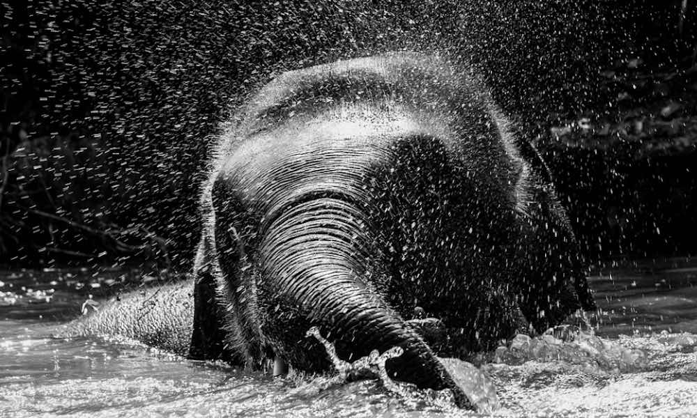 Oudoimmissa uutisissa kerrotaan tänään dramaattisesta pelastusoperaatiosta, jossa norsuemo jouduttiin elvyttää tajuihinsa.
