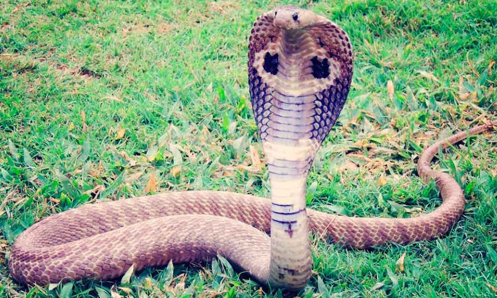 Oudoimmissa uutisissa kerrotaan tänään intialaispojasta, joka puri itseään purrutta myrkyllistä kobraa.