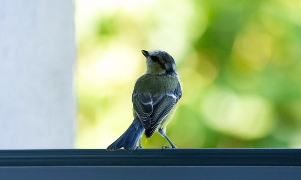 Lukijoiden kysymyksissä vastataan tänään siihen, että miksi linnut lentävät päin ikkunoita.