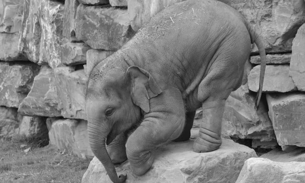 Houstonin eläintarhassa norsut joogaavat päivittäin ja lauman jäsenillä on jokaisella oma treeniohjelmansa.