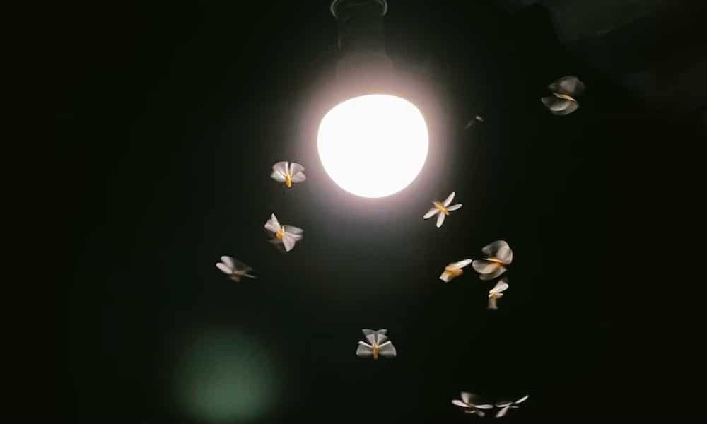 Miksi valo houkuttelee hyönteisiä ja miksi hyönteiset kuolevat aina selälleen? Näitä pohditaan tänään lukijoiden kysymyksissä.