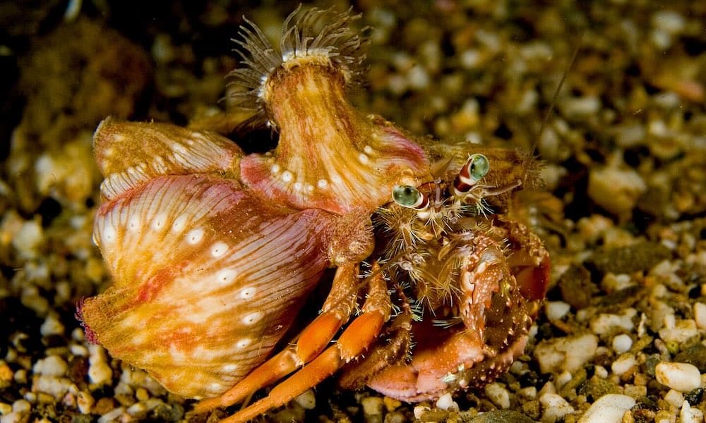 Tämän listan aiheena ovat erikoiset symbioosit, joihin nämä yllättävät eläinlajit ovat sopeutuneet selviytyäkseen.