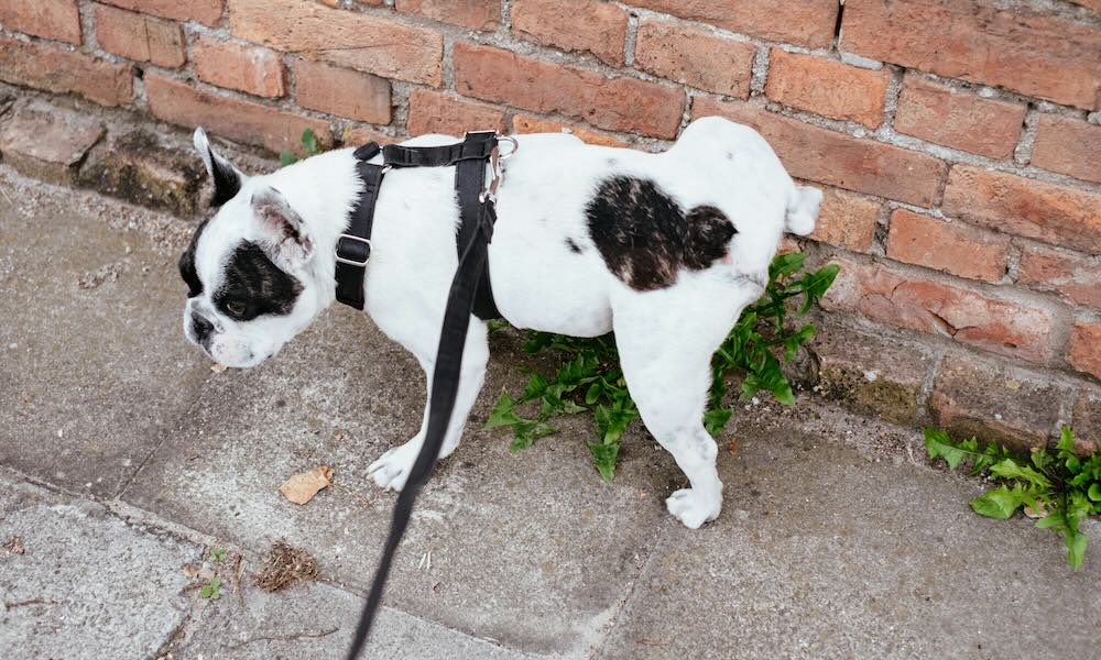 Miksi koirat nostavat jalkaansa pissatessaan? Muun muassa tähän vastataan tällä kertaa lukijoiden kysymyksissä.