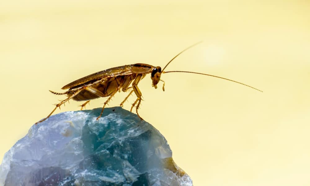 Ig Nobel 2026 -palkinnot on jaettu ja taas riittää huvitusta sekä ihmetystä tieteen saralla.